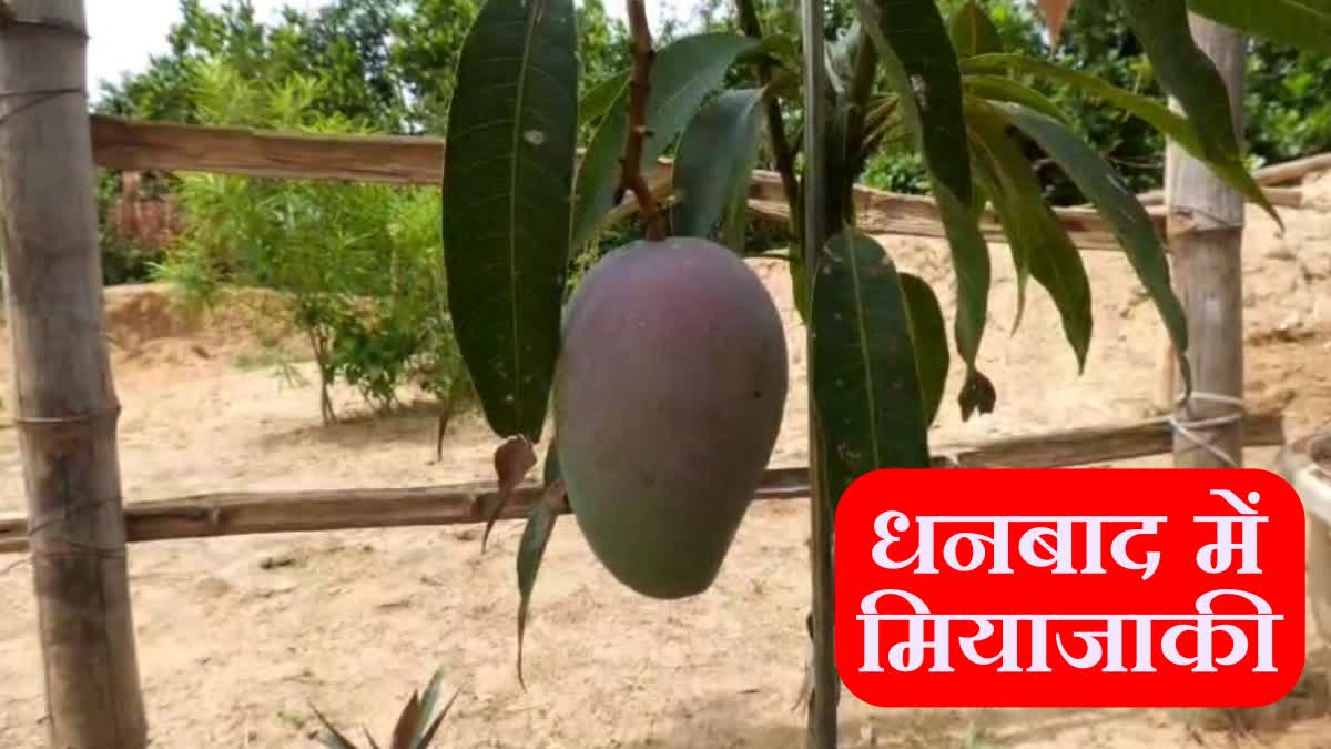 Cultivation of Japanese mango Miyazaki in Dhanbad