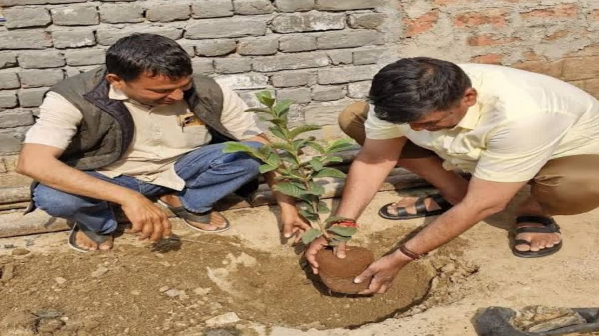 Plantation campaign in Rajasthan