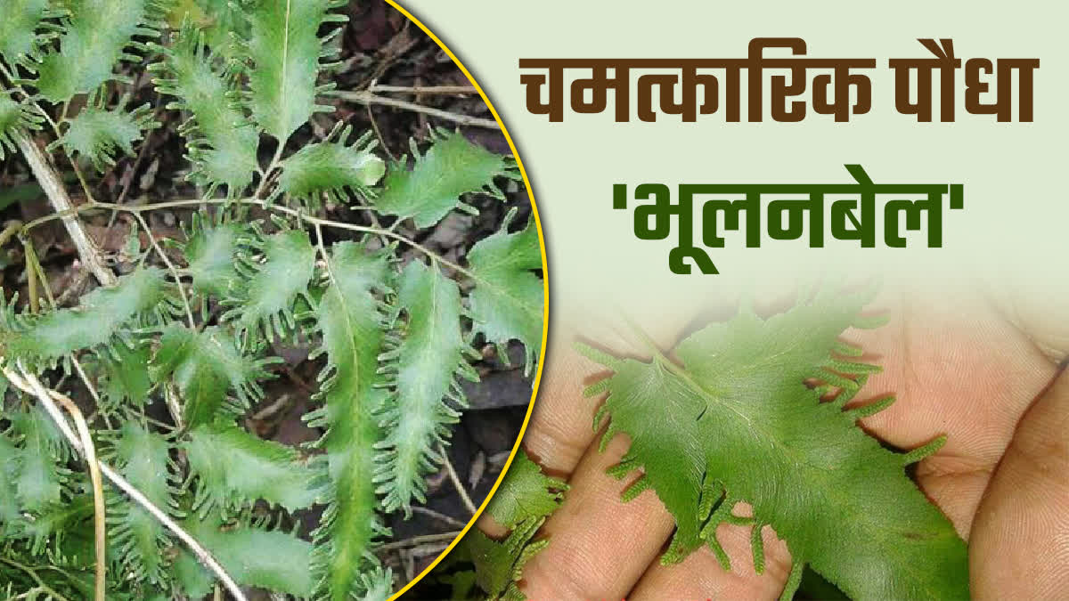 IMPORTANCE OF BHULAN BEL PLANT