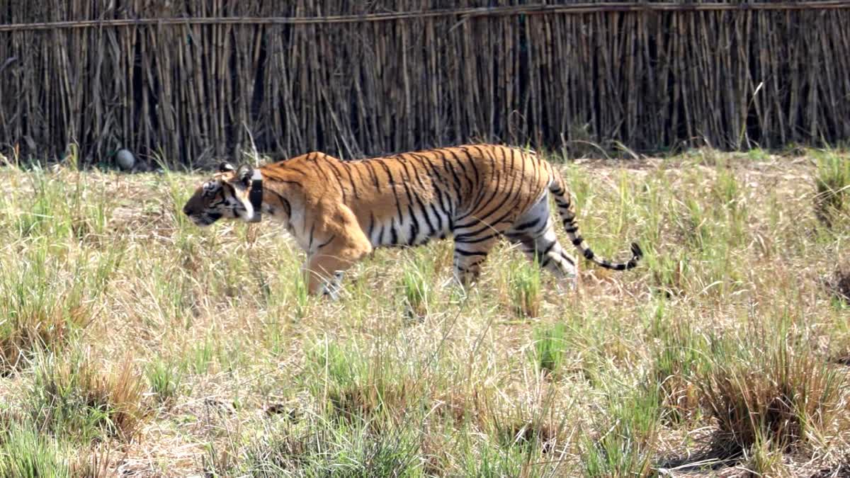Tiger Attacks Woman