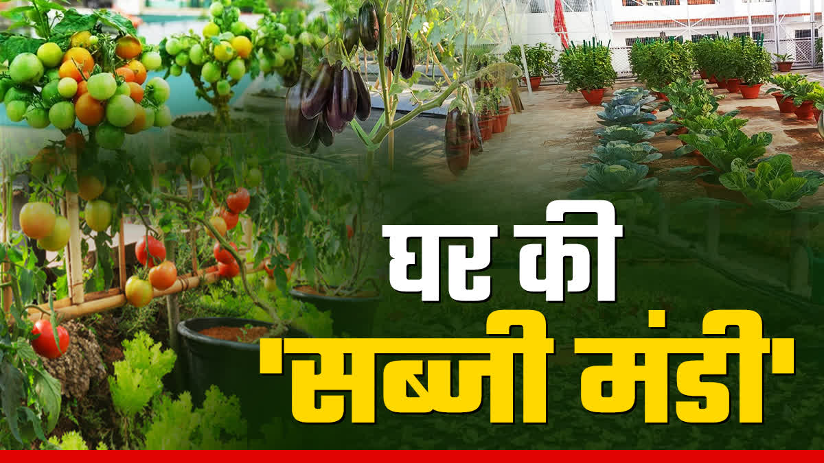 vegetable farming tips