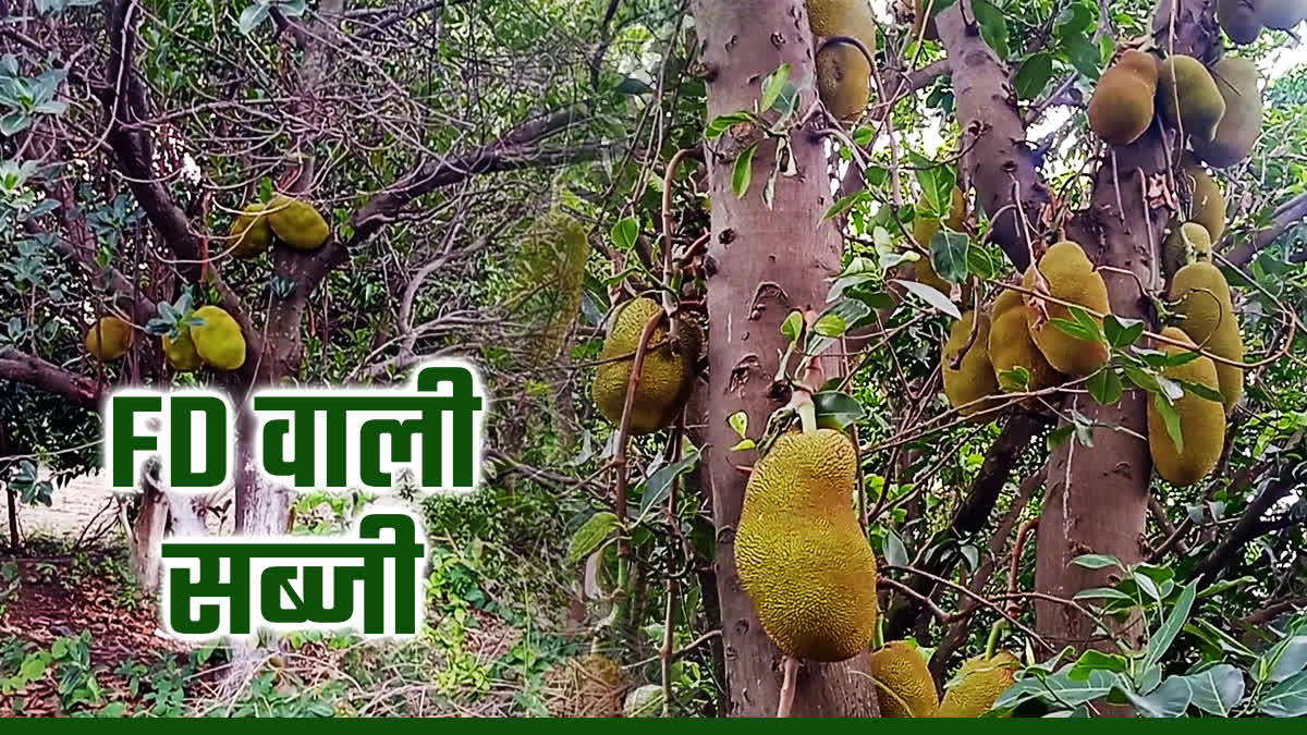 EARNING FROM JACKFRUIT FARMING