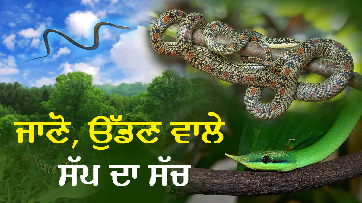 Truth Of Takshak Snake,  how to fly snakes