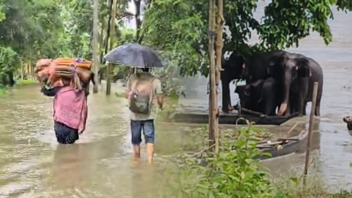 Wild elephant in Tezpur