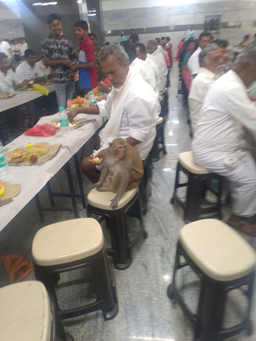 monkey-bite-8-people-in-marriage-hall-at-channarayapatna-hassan