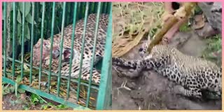 a-leopard-was-caught-in-the-farm-of-hambale-village-of-nanjangud