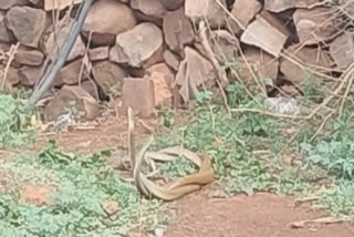 COUPLE SNAKES ROMANCE IN SHIVPURI