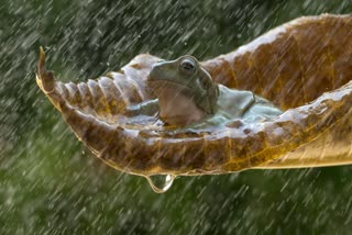 Monsoon In Chhattisgarh