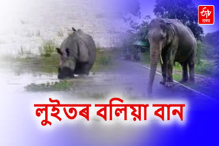 Flood in Kaziranga National Park