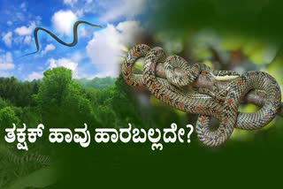 EXPERTS SAY  FLYING SNAKE  SNAKE STORY  TRUTH OF TAKSHAK SNAKE