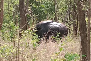 Wild Bisons in Nandyal District
