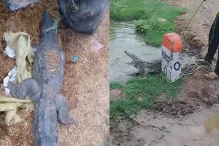 SHIVPURI CROCODILE ENTERED VILLAGE