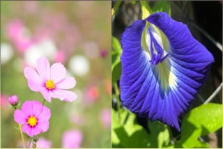 monsoon flowers