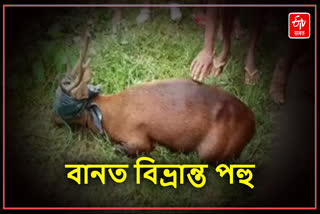 Deer rescued at Dergaon