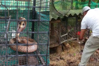 COBRA CAUGHT IN CHAVAKKAD THRISSUR  COBRA CAUGHT FROM BIRD CAGE  മൂർഖൻ പാമ്പ് കിളികളെ ഭക്ഷിച്ചു  THRISSUR NEWS