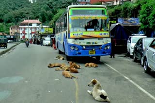 തെരുവ് നായ ശല്യം  STRAY DOG ​​ IN MUNNAR  മൂന്നാറിൽ തെരുവുനായ ശല്യം  തെരുവ് നായ