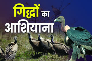 VULTURES WILL RELEASED IN NAURADEHI