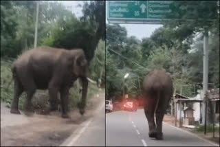 சுள்ளி கொம்பன்