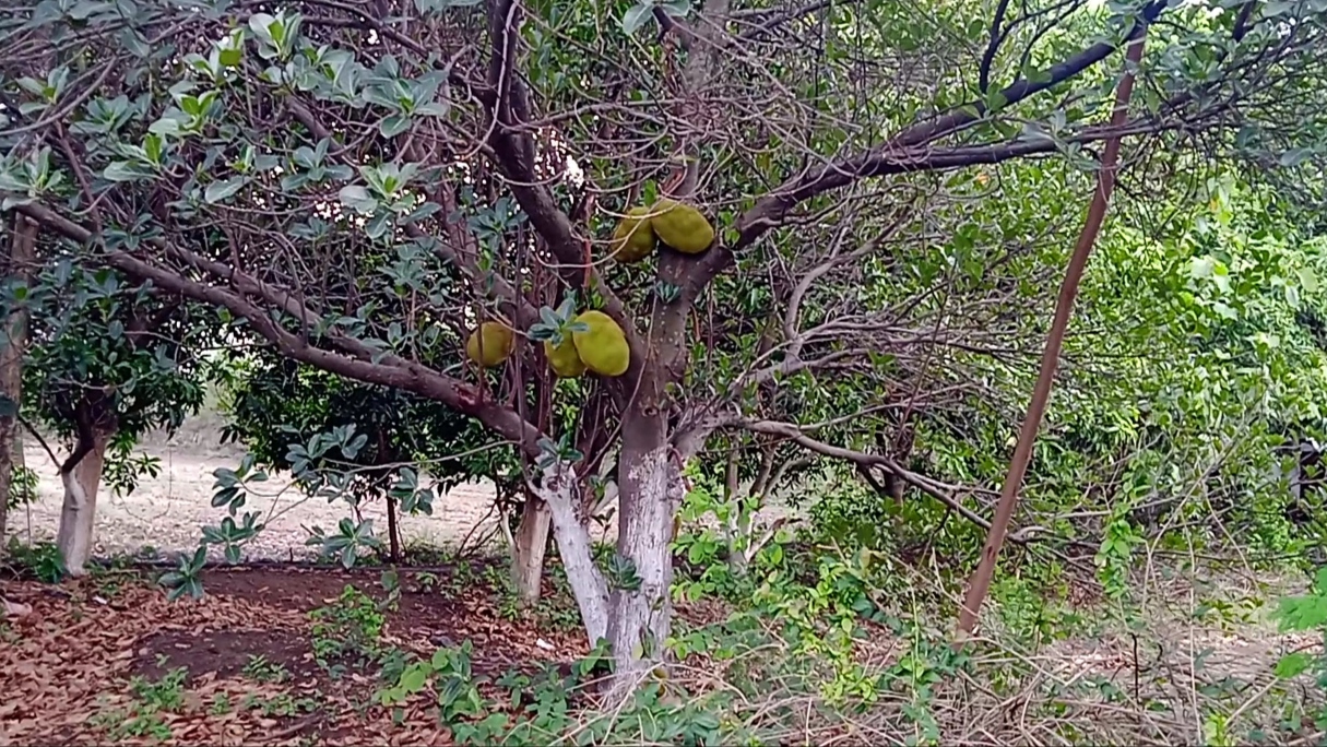 HOW MUCH EARN JACKFRUIT FARMING