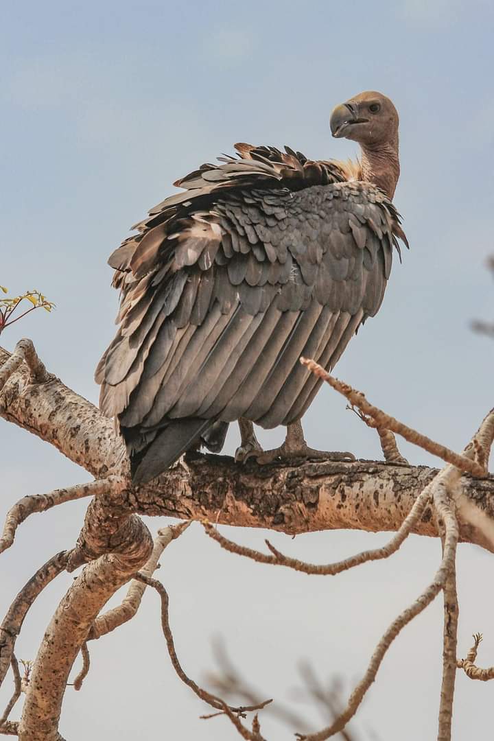 Vulture Kept in Nauradehi
