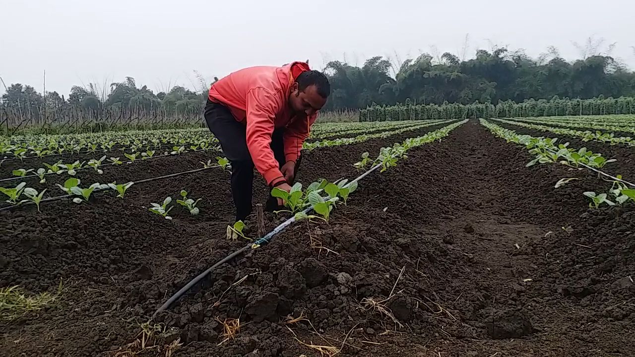 vegetable farming tips