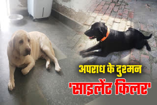 Five silent killers of Bihar