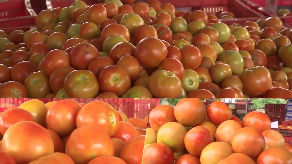 A record price in the Madanapalle market  kilo of tomato is Rs 224  Tomato price hike  ದಾಖಲೆ ಮಟ್ಟದಲ್ಲಿ ಟೊಮೆಟೊ ಬೆಲೆ  ಇಲ್ಲಿ ಕೆಜಿ ಟೊಮೆಟೊಗೆ 224 ರೂಪಾಯಿ  ಟೊಮೆಟೊ ಬೆಲೆ ಕೆಜಿಗೆ 100 ರೂಪಾಯಿ  ಅನಂತಪುರದ ಸಗಟು ಮಾರುಕಟ್ಟೆ  15 ಕೆಜಿ ಬಾಕ್ಸ್ ಬೆಲೆ ದಾಖಲೆ  ಆಪಲ್ ಬೆಲೆಯನ್ನು ಹಿಂದಿಕ್ಕಿದ  ಅನಂತಪುರ ಟೊಮೆಟೊ ಮಾರುಕಟ್ಟೆ  ನಾಲಿಗೆ ಸುಡುತ್ತಿರುವ ಟೊಮೆಟೊ  ಕೆಜಿ ಟೊಮೆಟೊ 224 ರೂಪಾಯಿ