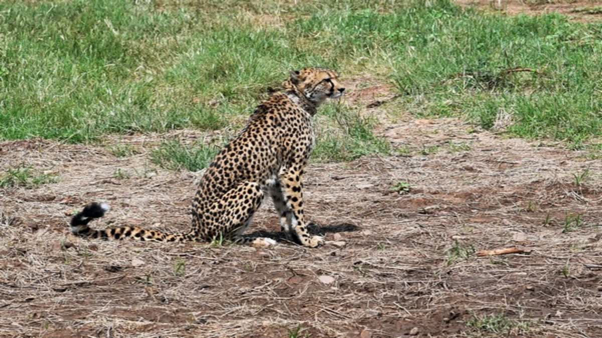 cheetah death in kuno