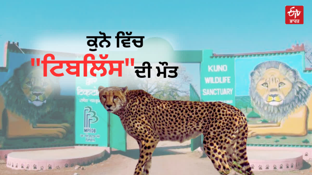 Madhya Pradesh Cheetah Project Tiblis Cheetah died in Kuno National Park Sheopur