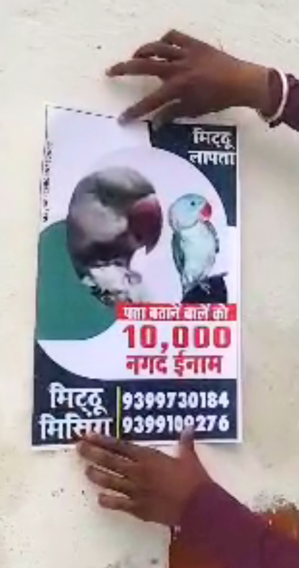 owner put up posters of missing parrot