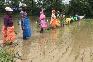 farmers-have-completed-planting-in-more-than-85-percent-of-the-farm-area-with-cultivable-rainfall