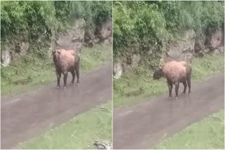 Sichuan Takin  സിചുവാൻ ടാക്കിൻ  ബുഡോർകാസ് ടാക്‌സികളർ  അരുണാചൽ പ്രദേശിൽ അപൂർവയിനം ആടിനെ കണ്ടെത്തി  rare breed of goat Sichuan Takin  Sichuan Takin has appeared in Arunachal Pradesh  സിചുവാൻ ടാക്കിൻ ആടിനെ തവാങിൽ കണ്ടെത്തി