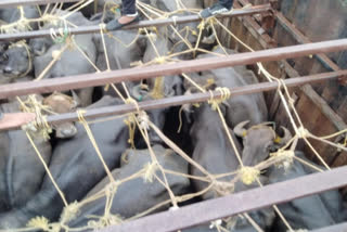 Cattle Smugglers Arrested