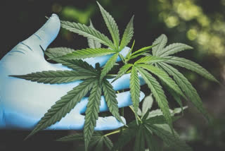 SL eyes cannabis cultivation to come out of economic crisis