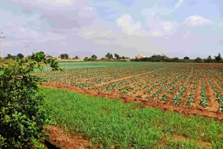 Kutch Kharif Crop Planting