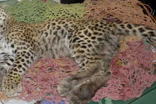 9th cheetah dead in Kuno National Park in Madhya Pradesh