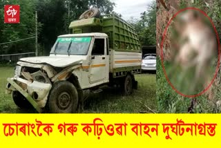 Smuggled cattle vehicle caught an accident