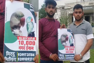 damoh parrot lost