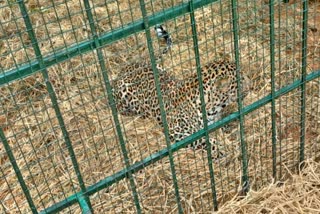 ಚಿರತೆ ಸೆರೆ