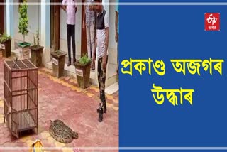 Python Rescued at Dharmanagar in Tripura