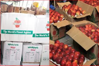 government orders on himachal apple carton weight reduction