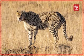 One more cheetah dies at Kuno