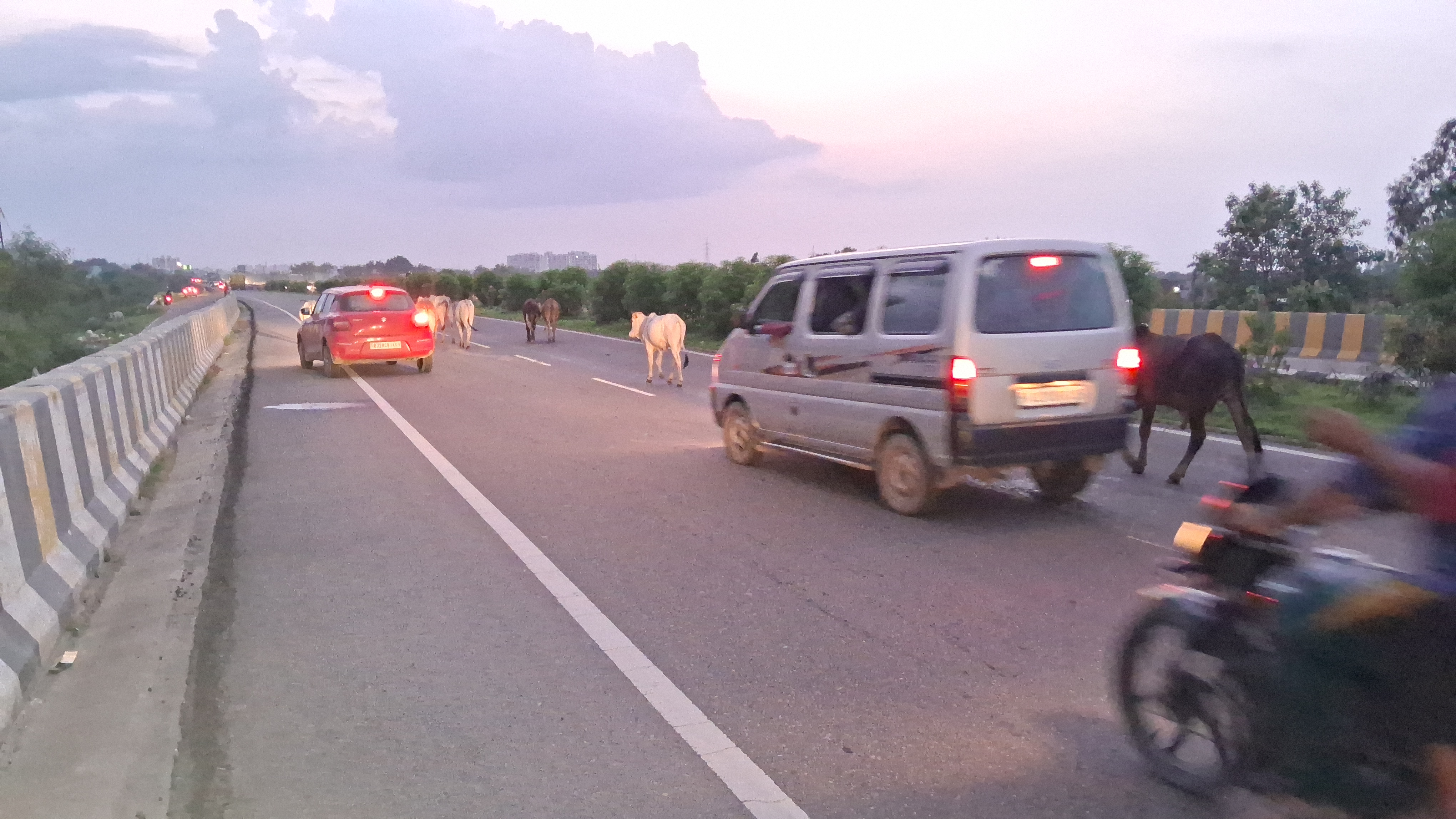 Cattles on Highway