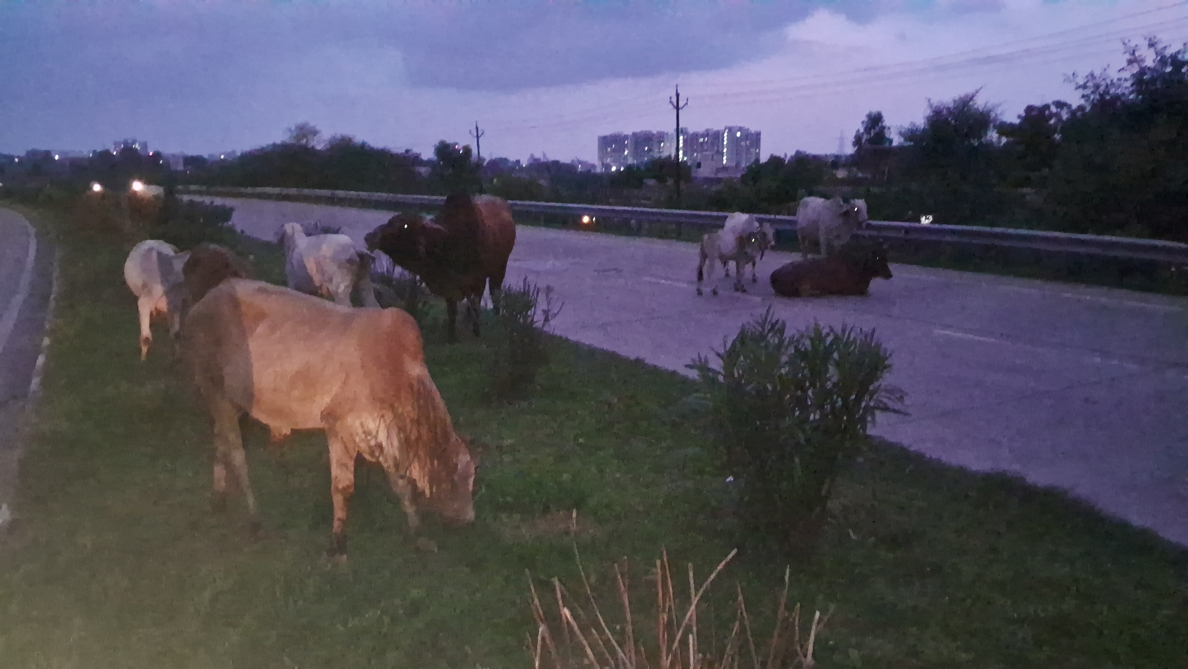 Cattles on Highway