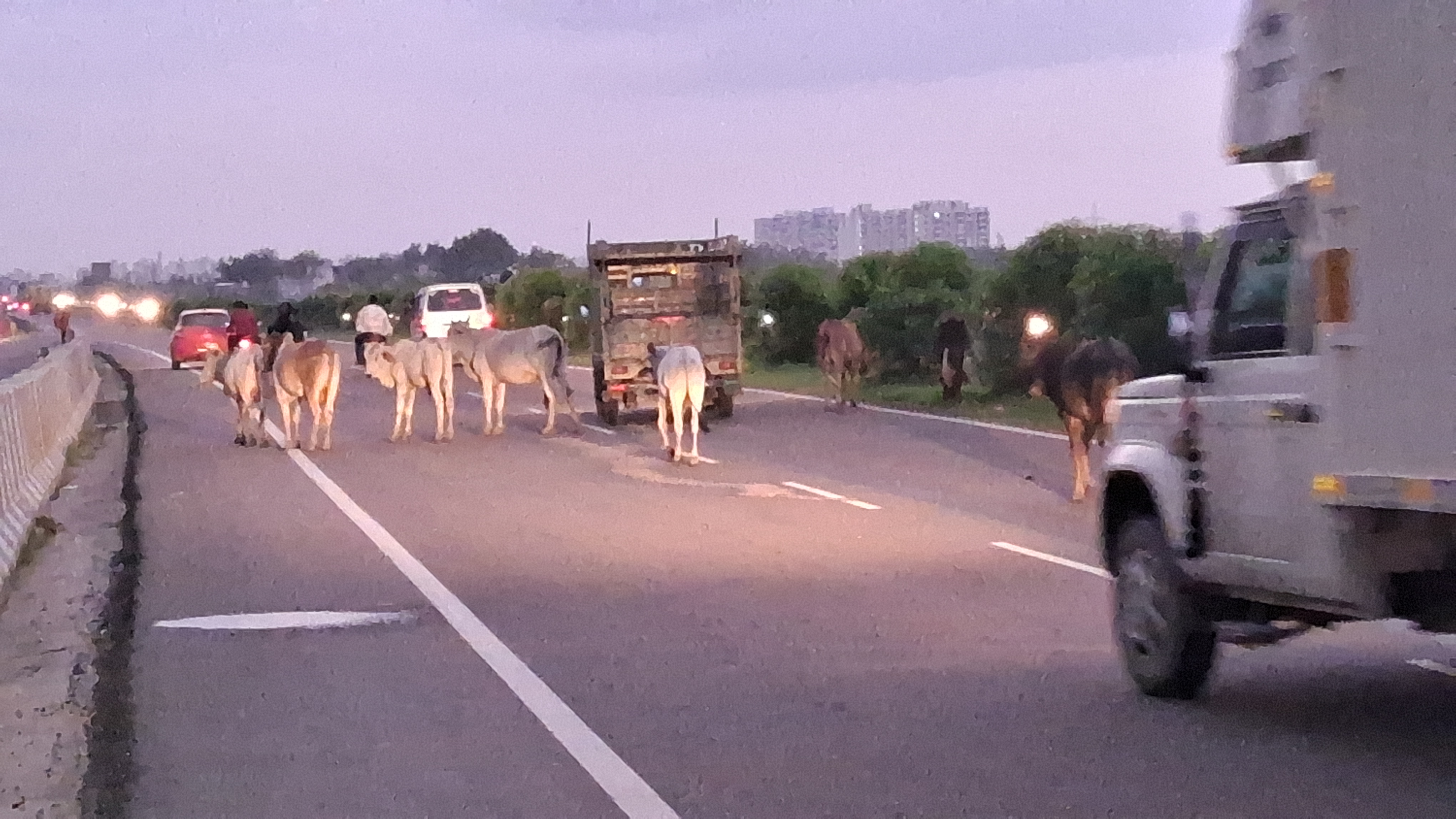 Cattles on Highway