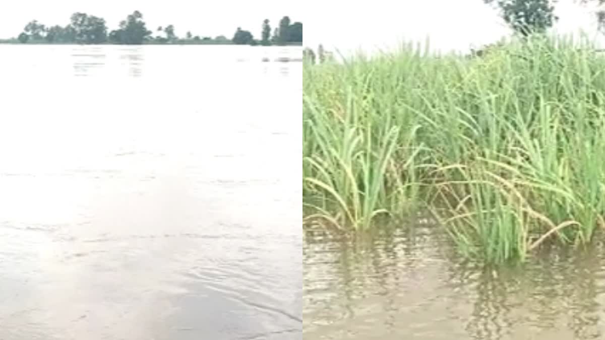 Krishna river floods  crops damaged  Chikkodi  Belagavi