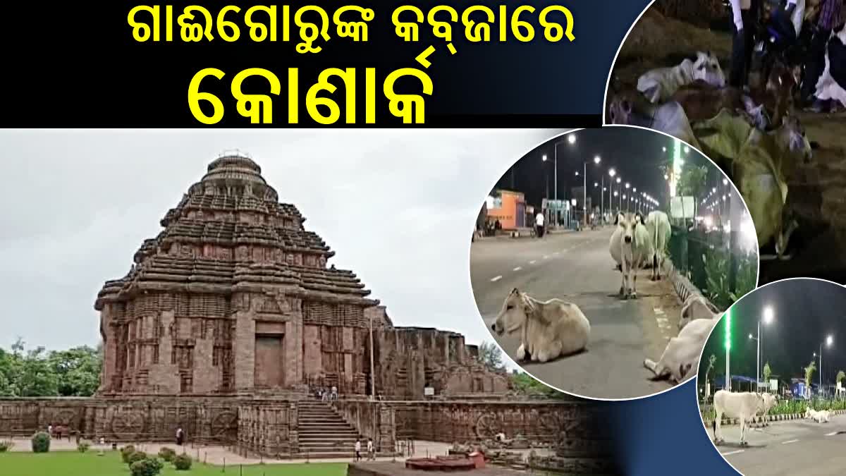 Stray cattle on Konark roads