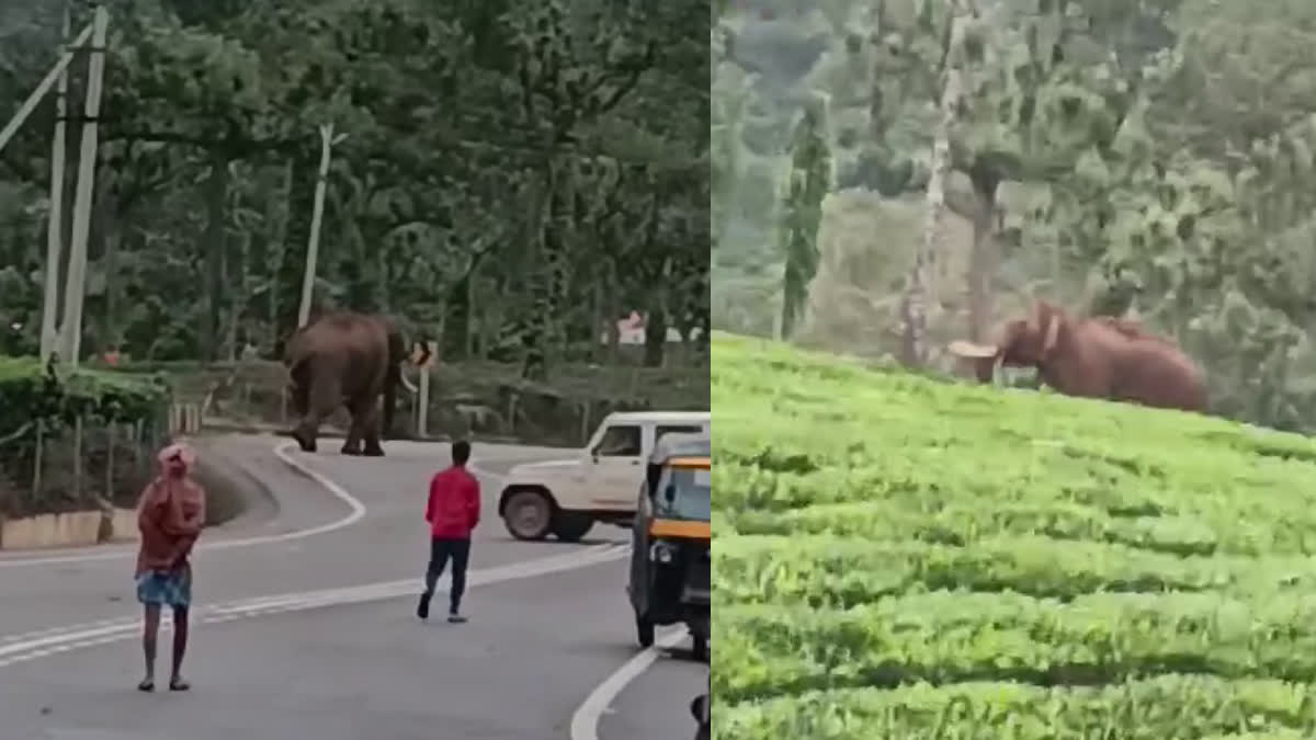 പൂപ്പാറ ടൗണില്‍ കാട്ടാന ഇറങ്ങി  ELEPHANT ATTACK IDUKKI  മുറിവാലൻ കൊമ്പൻ  ELEPHANT SPREAD PANIC AMONG PEOPLE