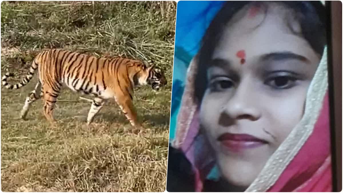 Woman Died Due to Tiger Attack