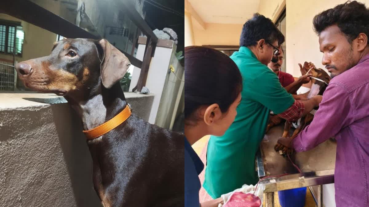 Doberman Blood Donated to Labrador